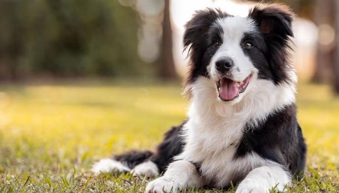 You are a Border Collie!