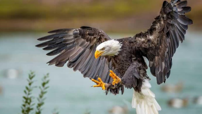 The Eagle