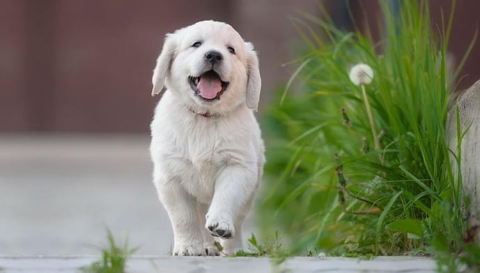 You have an Adventurous Puppy Personality!