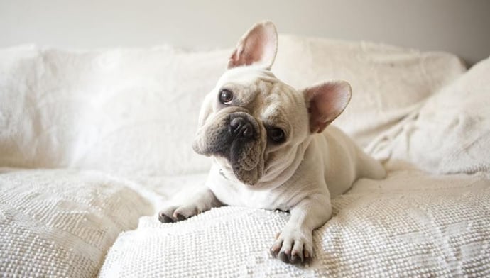 あなたは犬と相性が良いでしょう！