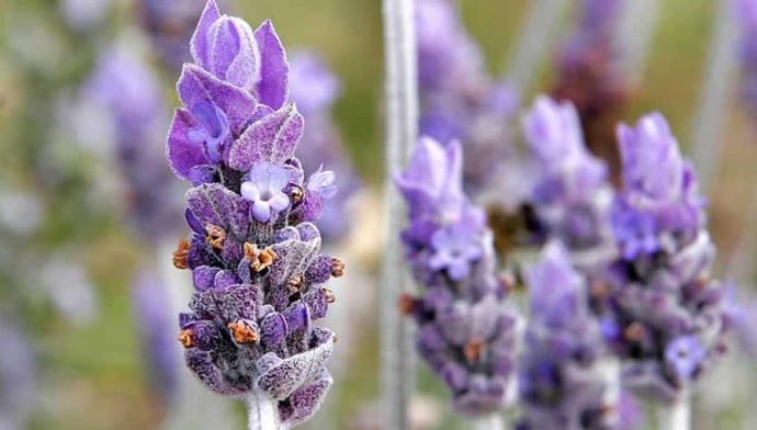 당신은 라벤더입니다!