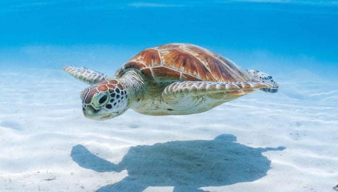 あなたはウミガメです！