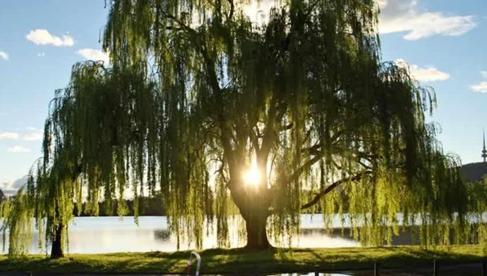 あなたは柳の木です！