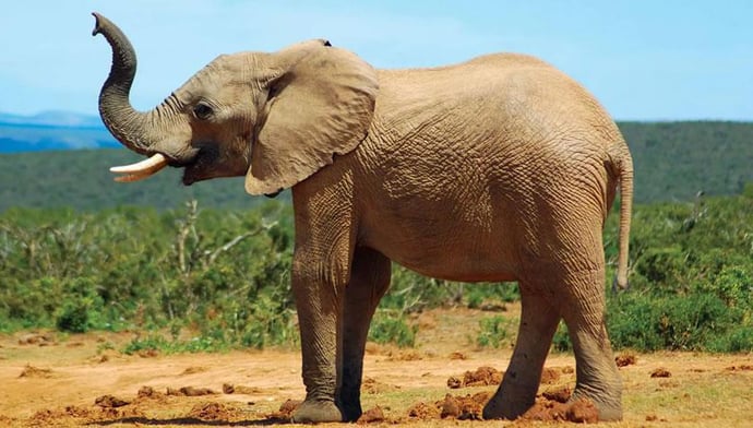 Elephant!