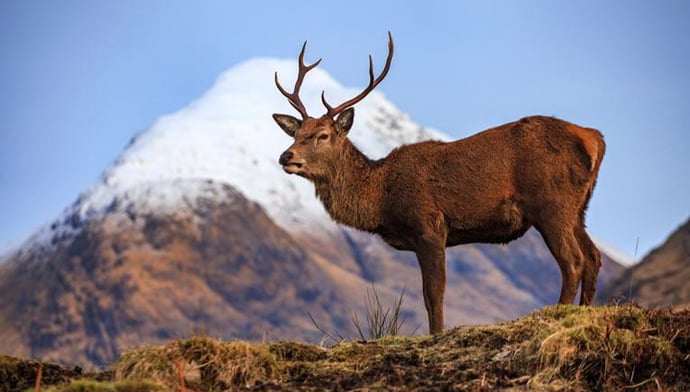 あなたの守護霊は牡鹿です！