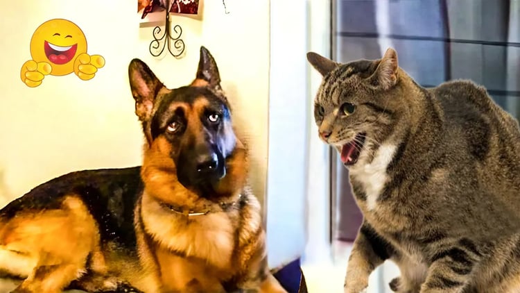 Best Pet Comedy Moments 😹🐶 Funniest Cats & Dogs to Make You Smile All Day