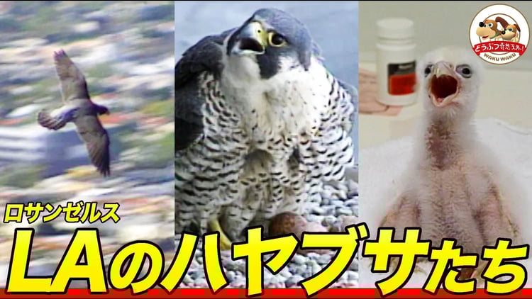 【オフィス街で空中ショー】ハヤブサたちがロサンゼルスの高層ビルに巣を作り鳩を食べる理由~子育てを手伝う研究者たち【どうぶつ奇想天外/WAKUWAKU】