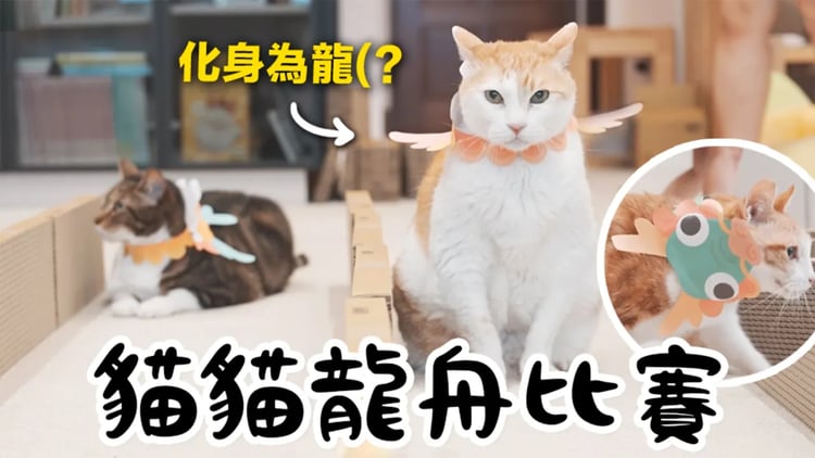 【黃阿瑪的後宮生活】貓貓龍舟比賽!