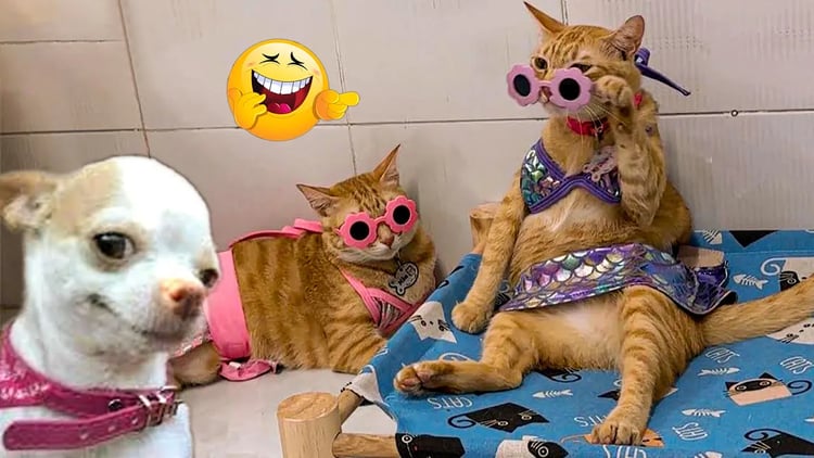 Funny Cat Compilation & Funniest Cat and Dog Video 🐶😹 When You Need a Smile