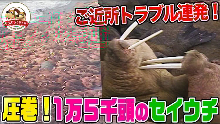 【大群】無人島に1万5000頭のセイウチが集結!ギューギュー詰めの海岸は奇妙なご近所トラブルの連続!さらにセイウチの体の色が変わる!?【どうぶつ奇想天外/WAKUWAKU】