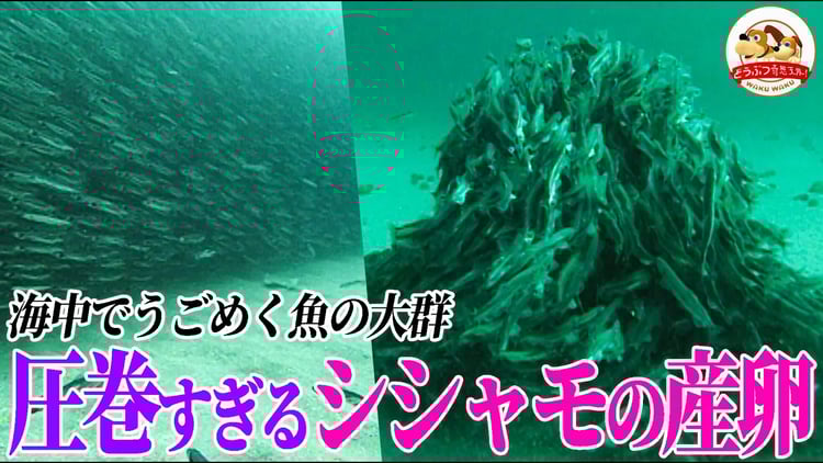 【圧巻】海を埋め尽くすシシャモの大群が一気に産卵し海底を真っ白にする衝撃映像!クジラ、クリオネ、巨大クラゲも登場するカナダの海の”生命の饗宴”【どうぶつ奇想天外/WAKUWAKU】