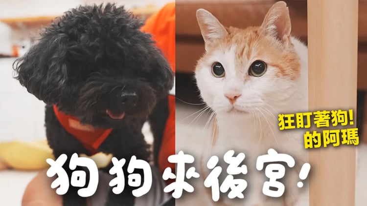 【黃阿瑪的後宮生活】狗狗來後宮!阿瑪狂盯著狗!