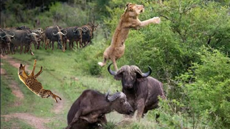 団結の力 - バッファローがライオンを襲い、ハイエナが幸運にも仲間を救う