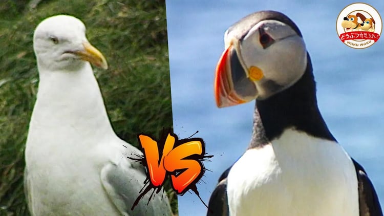 【シシャモをめぐる大乱闘】カラフル海鳥パフィンvs貪欲カモメ!ピエロのような顔の珍しい鳥・パフィンがカナダの海で子育てに励む貴重映像【どうぶつ奇想天外/WAKUWAKU】