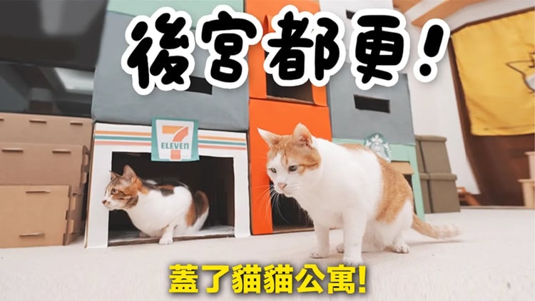 【黃阿瑪的後宮生活】後宮都更!蓋了貓貓公寓!