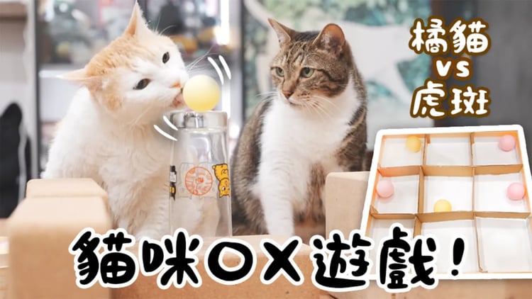 【黃阿瑪的後宮生活】貓咪OX遊戲!橘貓VS虎斑分組競賽!
