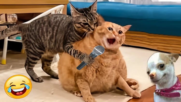 The Funniest Cats and Dogs Videos of 2024! 🤣🐶Funny Dogs and Cats Make You Unable To Stop Laughing😻🐶