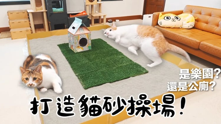【黃阿瑪的後宮生活】打造貓砂操場!是樂園還是公廁?