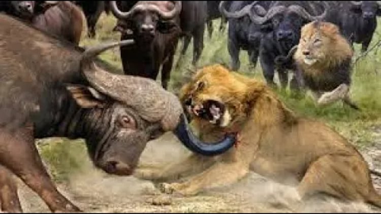 狂ったバッファローの群れは理由もなく愚かにもライオンを攻撃し、悲劇的な結末を迎えました