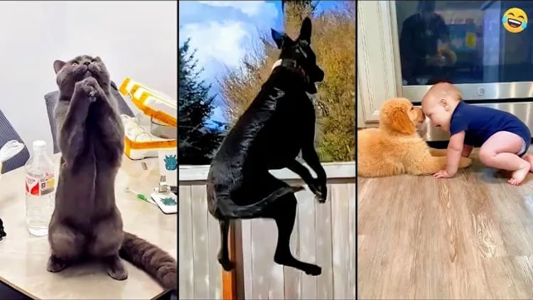 Funny ANIMALS videos 😂 Funniest CATS😺 and DOGS🐶 2024