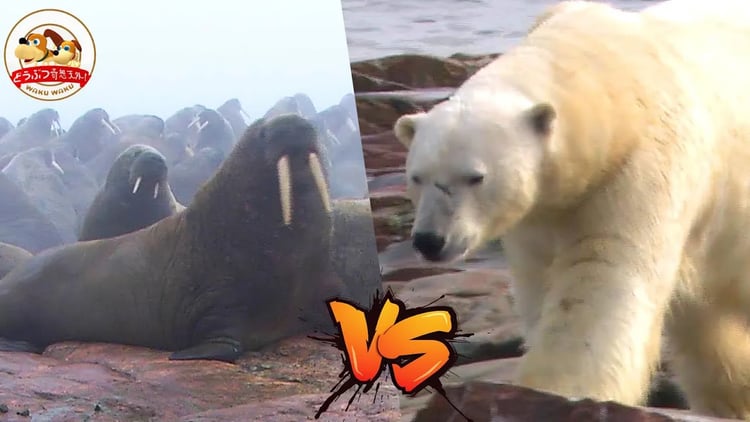 【巨大生物の島】地上最大の肉食獣ホッキョクグマが3000頭のセイウチに突撃し狩る!圧巻の防御陣を突破できるか?北極圏の無人島で命がけの取材(第1章)【どうぶつ奇想天外/WAKUWAKU】