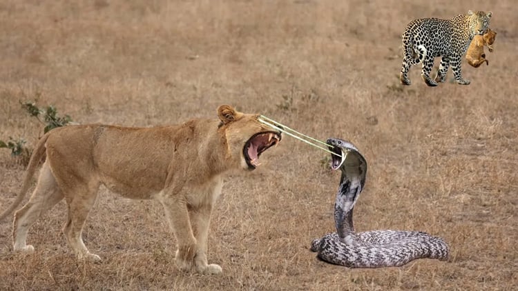 母ライオンがコブラの毒で麻痺、ヒョウがその機会を利用して子ライオンを誘拐